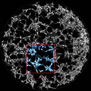Biomedical engineers at U of T have developed a device that helps them more accurately listen in on how cells respond to hormones; they hope the insight will help them find new ways of fighting cancer (Image: Alphonsus Ng).
