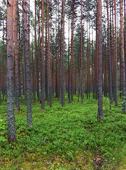 A pine forest in Finland. Professor Emma Master (ChemE) is collaborating with researchers around the world (including at Aalto University in Helsinki) to create new materials from trees that could replace fossil fuel-derived substances in everyday products, from adhesives to food packaging. (Photo: Emma Master)