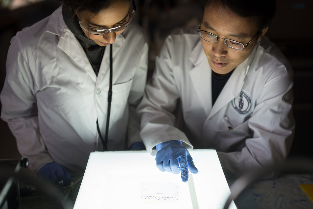 Maryam Arefmanesh (ChemE PhD candidate) and Thu Vuong, a postdoctoral fellow in Professor Emma Mater's lab, examine a protein gel showing enzymes cultured from microorganisms that degrade wood. By studying these enzymes, the team hopes to develop new materials from trees that could replace those made from fossil fuels. (Photo: Sean Caffrey)