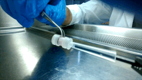 A researcher on McGuigan's team unrolls a sheet of cells. The sheets enable researchers to study the effects of treatments on cancerous cells in more realistic conditions. (Credit: Darren Rodenhizer)