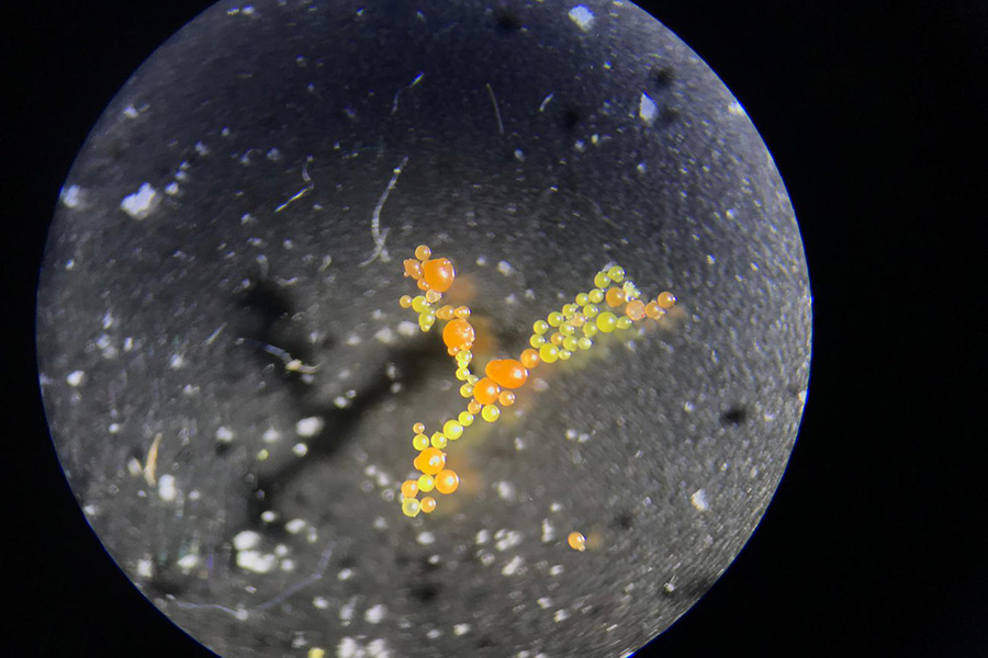 Microplastics range in diameter from five millimetres down to 100 micrometres, or about the width of a human hair. These plastic beads are used as reference samples in microplastics research by Professor Elodie Passeport and her team. (Photo Ziting (Judy) Xia)