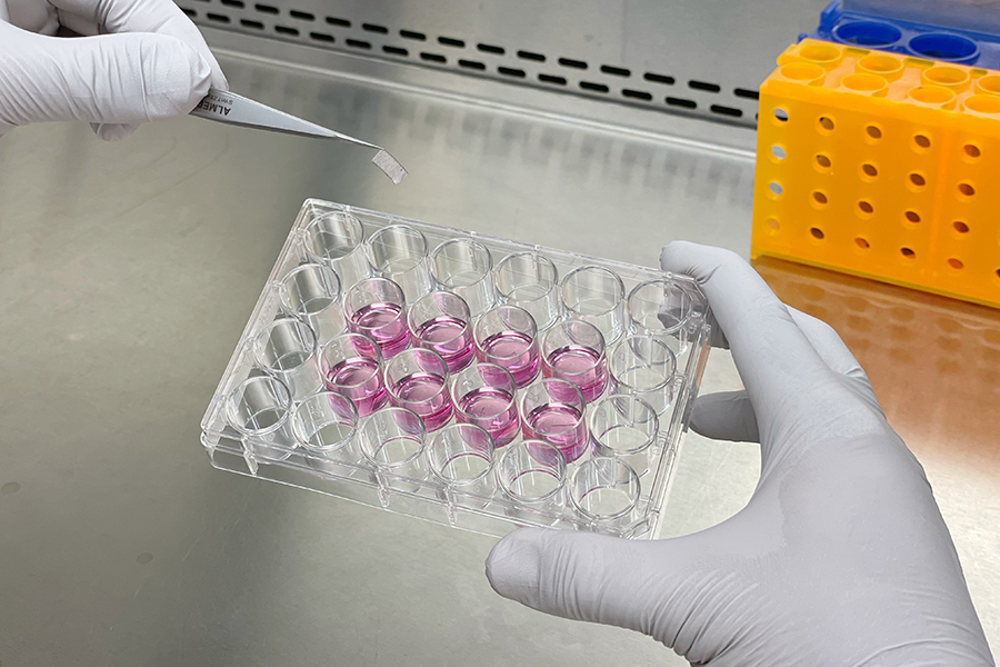 A researcher picks up MEndR tissue from its well. (Photo Bella (Bin) Xu)