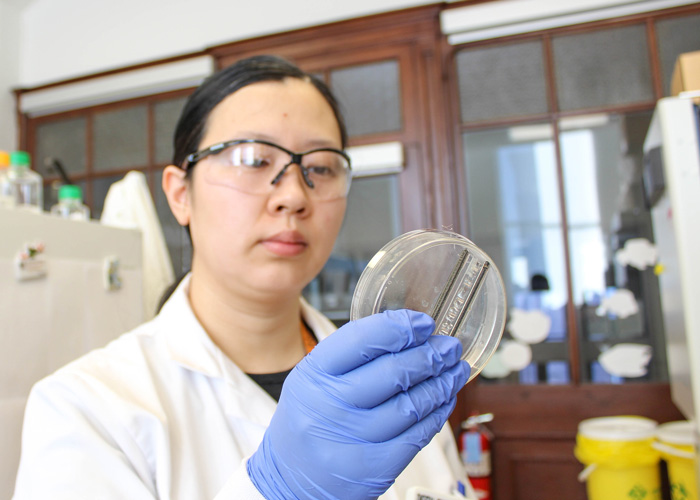 PhD candidate Yimu Zhao (IBBME) demonstrates the BioWire II, a platform for growing heart cells outside the body that could enhance drug development and personalized medicine. (Photo: Bill Dai)