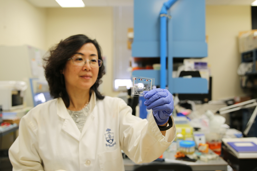 Lidan You and hear team design microfluidic devices for earlier diagnosis of diseases such as cancer. (Photo: Liz Do)