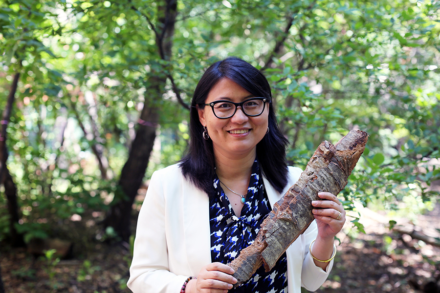Ning Yan and her collaborators in the Low-Carbon Renewable Materials Centre (LCRMC) are developing a new generation of products made from forestry biomass — including currently under-utilized materials such as tree bark. (Photo: Tyler Irving)