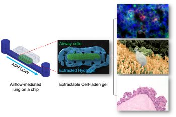 In the E-FLOAT device, lung cells are suspended in a hydrogel to mimic how they would grow in normal lung tissue. The microfluidic devices simulates breathing and exposure to air pollutants. (Images courtesy Siwan Park and Edmond W. K. Young)