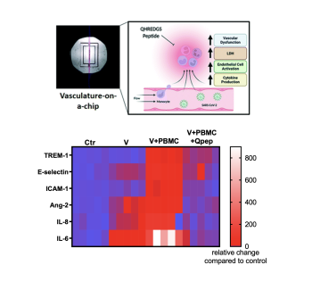 Vascular-on-a-chip model is used to study coronavirus-induced vascular dysfunction and identification of potential therapeutics against SARS-CoV-2 infection. (Image: Rick Lu) 