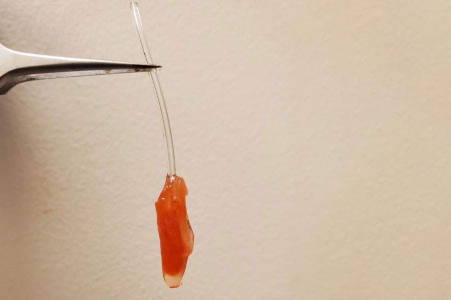 This model heart ventricle, made with real living heart cells, beats strongly enough to pump fluid inside a tube. It can be used to study heart disease and test out potential therapies, without the need for invasive surgery. (Photo: Sargol Okhovatian) 