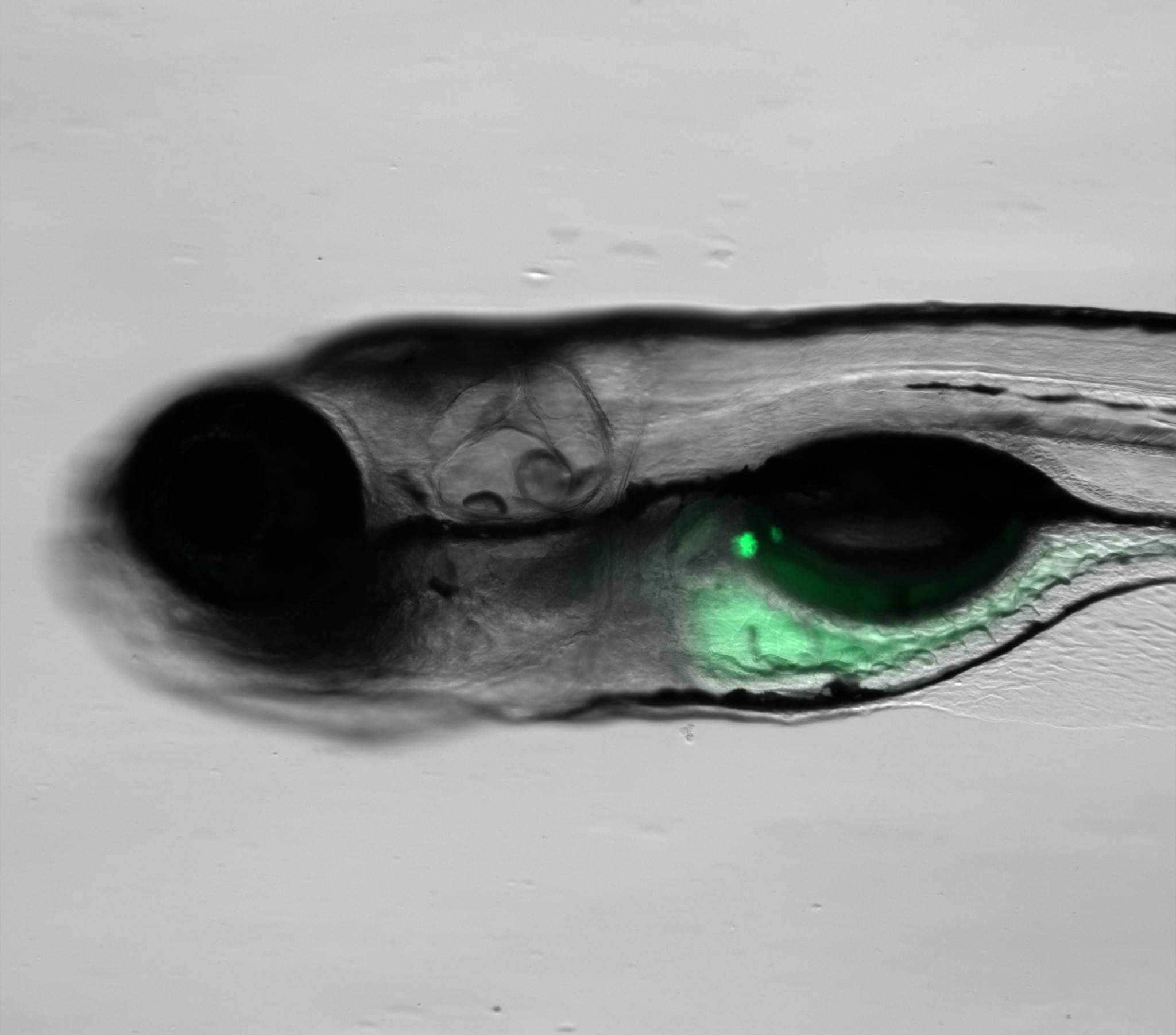 Apollo-NADP+ sensor expressed in the single pancreatic islet of a living zebrafish embryo.