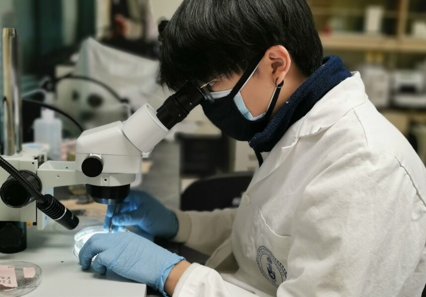 Graduate research assistant Weiwu Chen (CivMin) counts microplastics using a microscope in the lab of Professor Elodie Passeport (CivMin, ChemE). (Photo: Shuyao Tan)