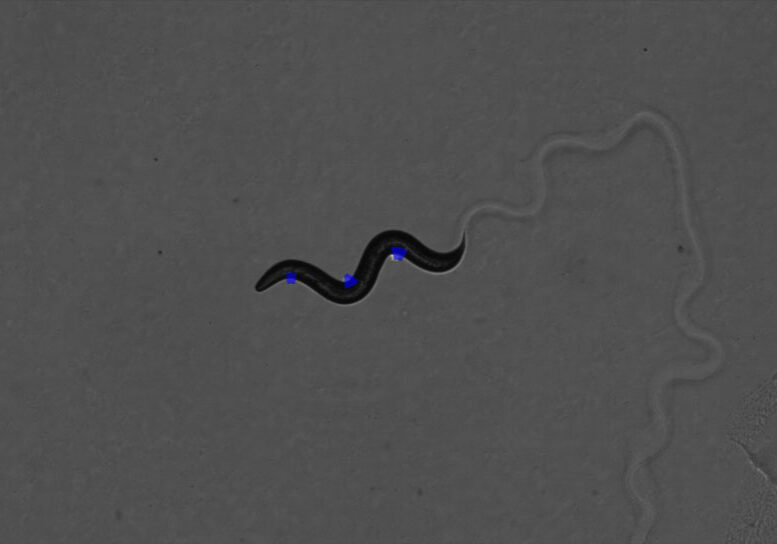 In this photomicrograph, points of patterned laser light (blue) are being projected on computationally selected positions to activate the muscles of a genetically modified, one-millimetre-long C. elegans worm. The technique could offer a new way of developing organism-based microrobots for a variety of different applications. (Image: Xianke Dong, Zhaoyi Xu)